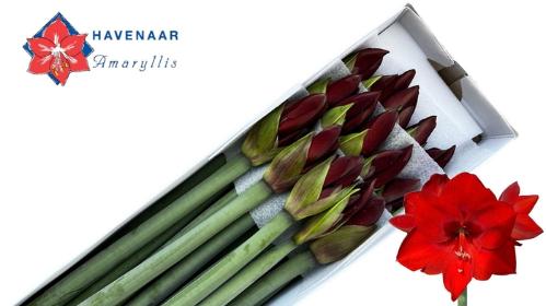 Hippeastrum (Galaxy Grp) 'Shiraz'