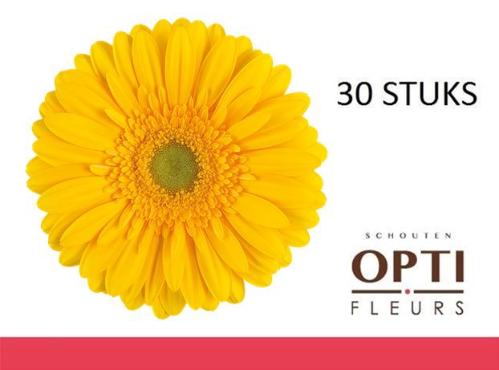 Gerbera grootbloemig 'Submarine'