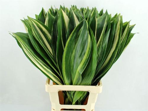 Aspidistra elatior overig