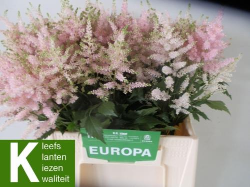 Astilbe Japonica Grp 'Europa'