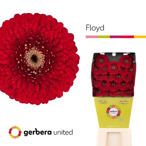 Gerbera mini bolvormig Pomponi Floyd