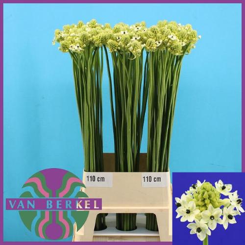 Ornithogalum saundersiae
