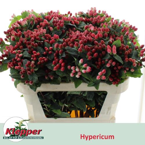 Hypericum x inodorum Magical Hotshot
