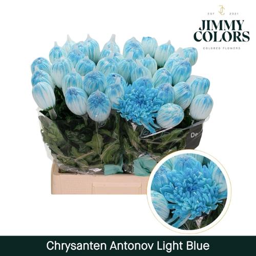 Chrysanthemum (Indicum Grp) geplozen Antonov kleurbehandeld H%