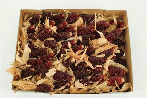 Siervruchten per tak Zea Mays 'Strawberry Corn'