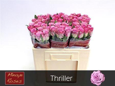 Rosa grootbloemig Thriller