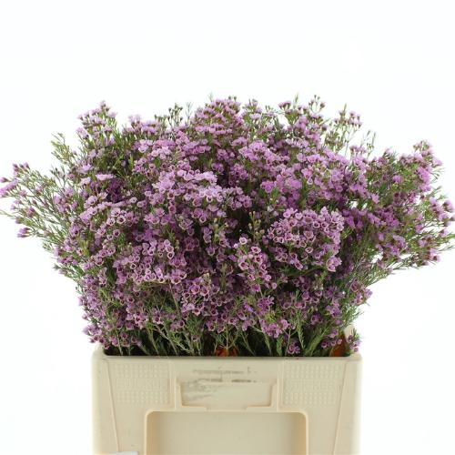 Chamelaucium uncinatum 'Wendy Rose'