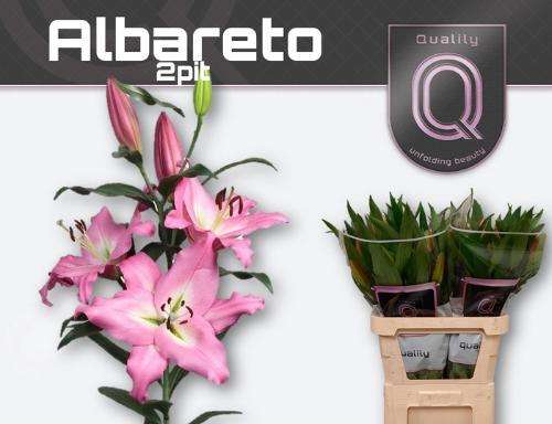 Lilium (OT-hybrids Grp) 'Albareto'