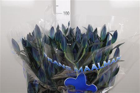 Lilium Oriental Grp kleurbehandeld H%