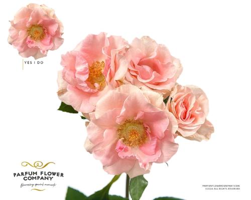 Rosa tros overig