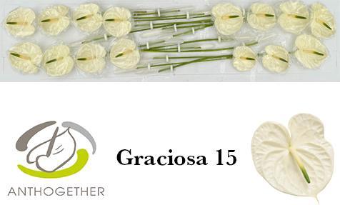 Anthurium (Andreanum Grp) Graciosa