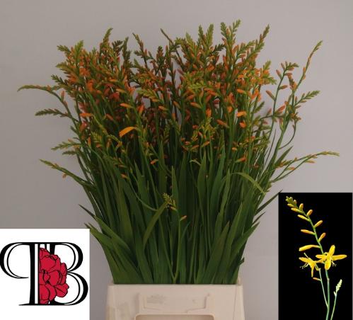 Crocosmia 'George Davison'