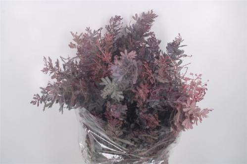 Eucalyptus polyanthemos (fruit) kleurbehandeld per bos H%