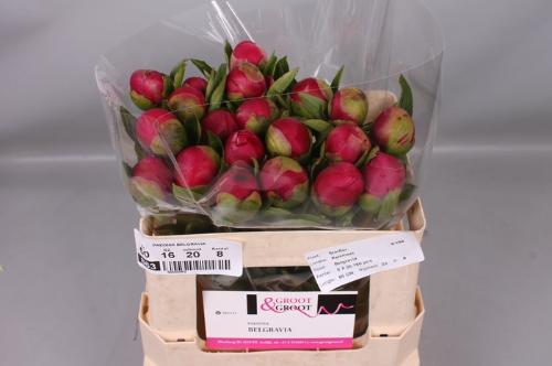 Paeonia 'Mary Jo Legare'
