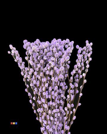 Salix H%
