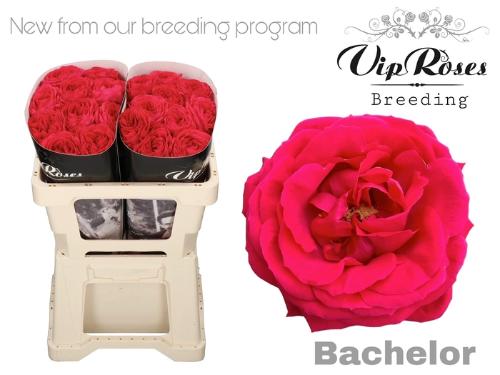 Rosa grootbloemig Bachelor