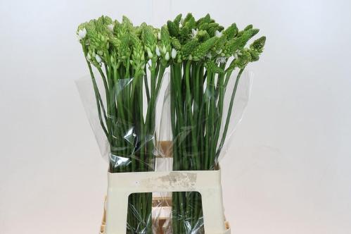 Ornithogalum thyrsoides overig