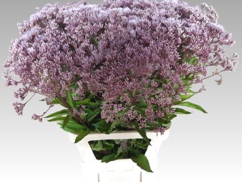 Eupatorium overig wit