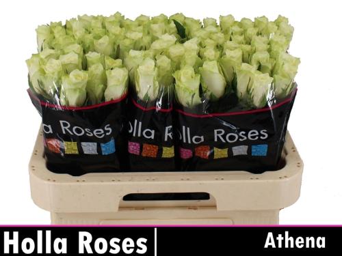 Rosa grootbloemig Athena