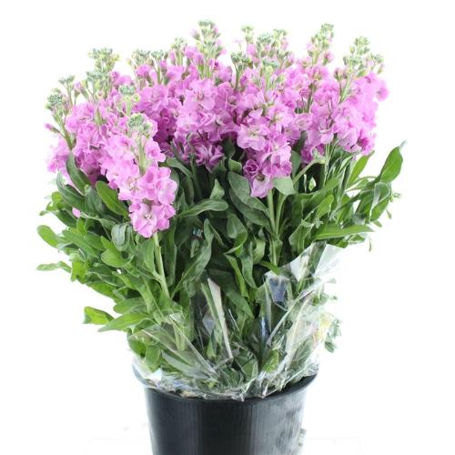 Matthiola incana 'Iron Pink'