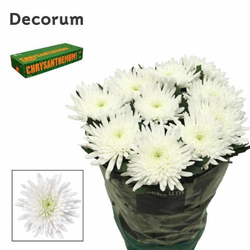 Chrysanthemum (Indicum Grp) geplozen Topspin