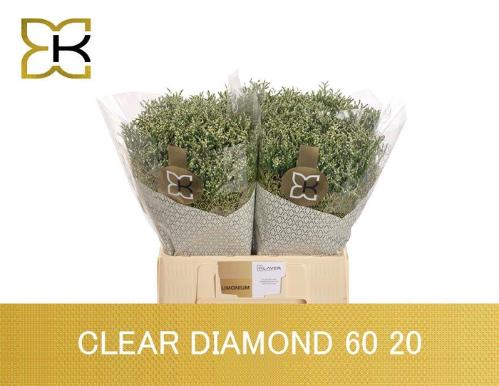 Limonium sinensis Clear Diamond