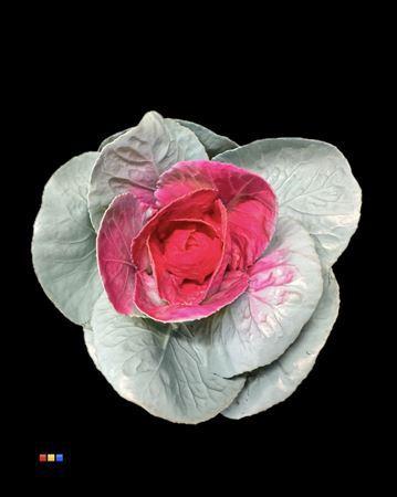 Brassica oleracea kleurbehandeld H%