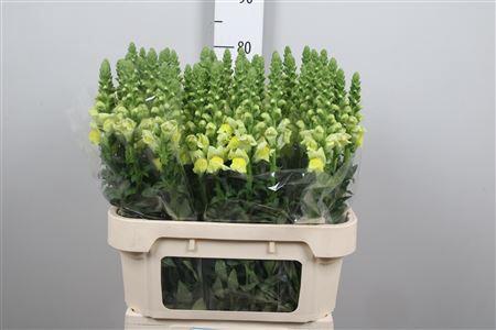 Antirrhinum majus 'Potomac Yellow'