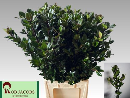 Ilex x meserveae 'Blue Prince'