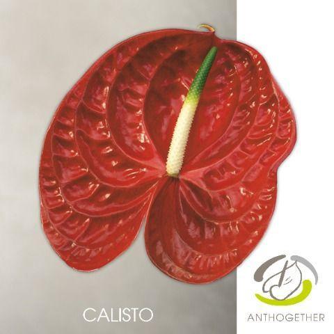 Anthurium Andreanum Grp Calisto