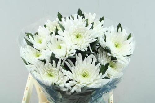 Chrysanthemum (Indicum Grp) geplozen Topspin