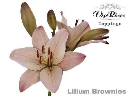 Lilium Oriental Grp kleurbehandeld H%