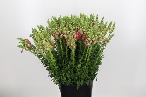 Antirrhinum majus 'Potomac Dark Orange'