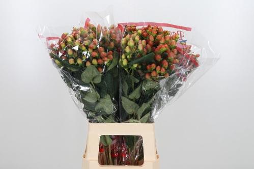 Hypericum x inodorum Globo Coral