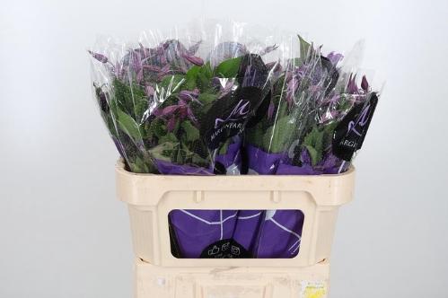 Clematis Amazing Rome