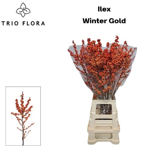 Ilex verticillata 'Winter Gold'