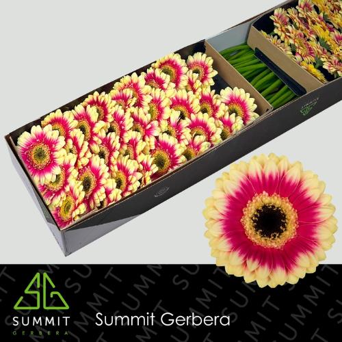 Gerbera mini Volcano