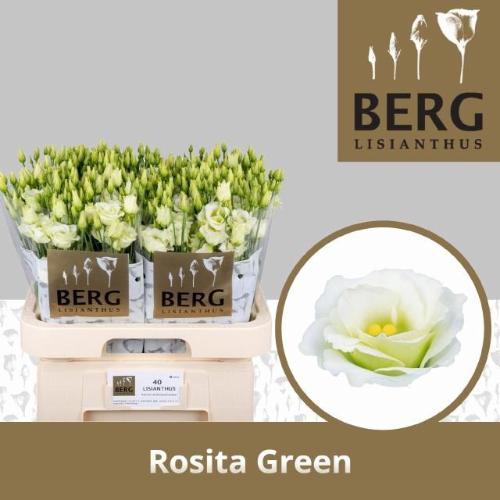 Eustoma russellianum gevuldbloemig 'Rosita Green'