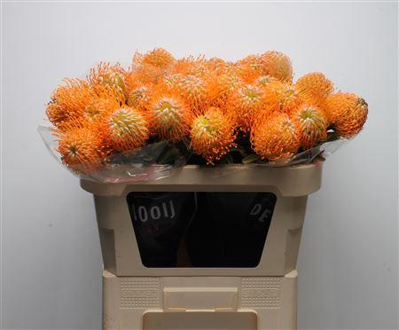 Leucospermum 'Soleil'