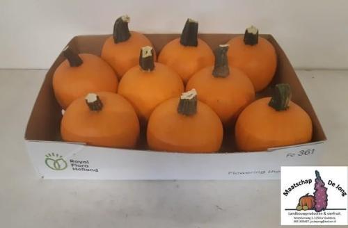 Siervruchten per stuk Cucurbita maxima 'Halloween'