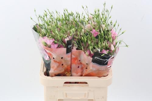 Eustoma russellianum enkelbloemig russellianum 'Botanic Pink'