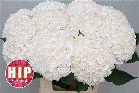 Hydrangea macrophylla 'Cannonball'