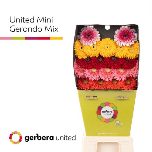 Gerbera Gerrondo gemengd