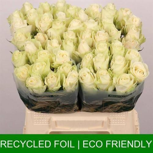 Rosa grootbloemig Athena