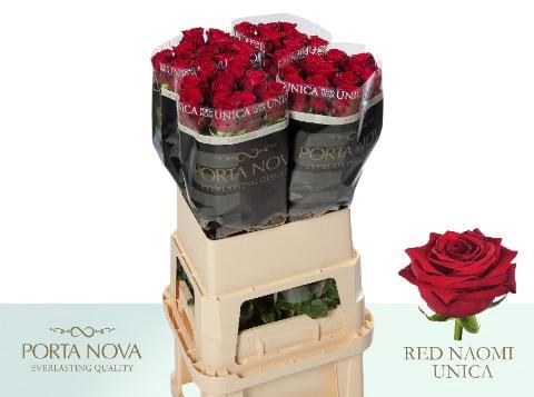 Rosa grootbloemig Red Naomi!