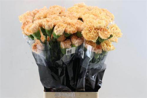 Dianthus standaard 'Caroline Gold'