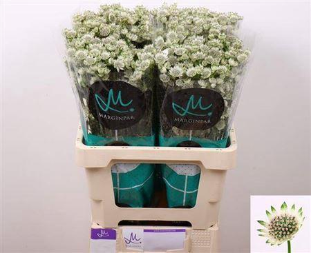 Astrantia major 'Million Stars'