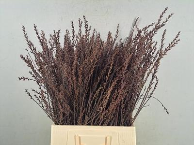 Myrica gale