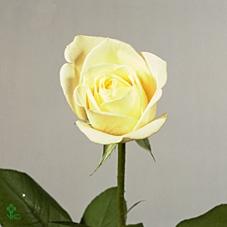 Rosa grootbloemig Athena