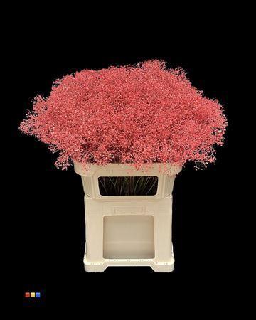 Gypsophila overig kleurbehandeld H%